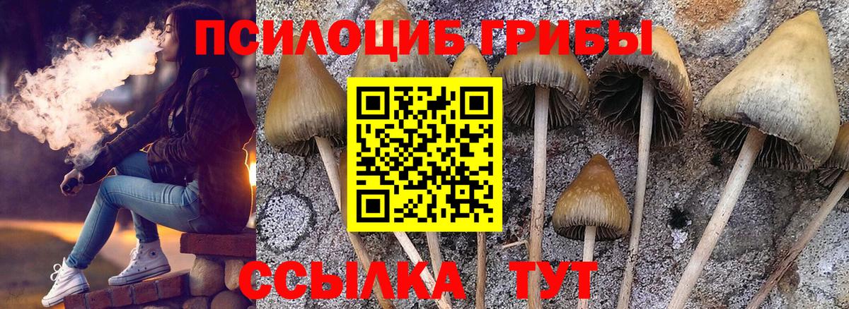 Псилоцибиновые грибы Psilocybe Шебекино